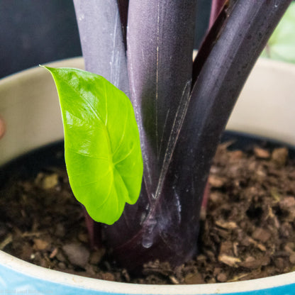 Alocasia Dark Star