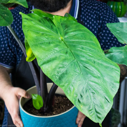 Alocasia Dark Star