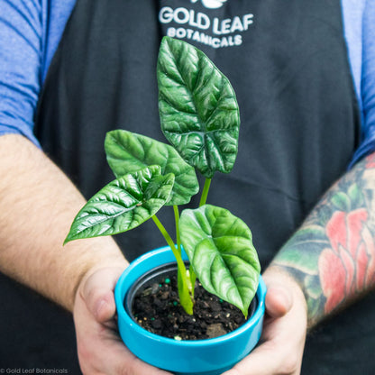 Alocasia Dewey's Reversa