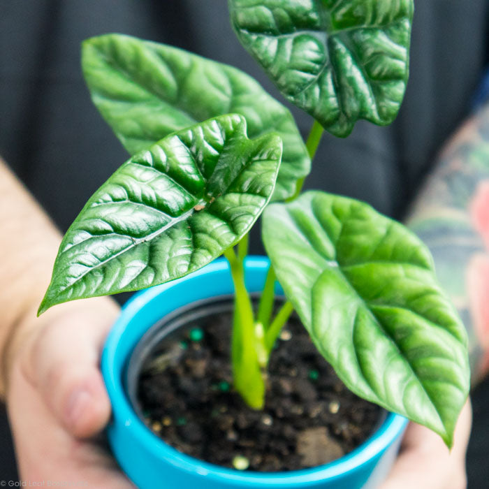 Alocasia Dewey's Reversa