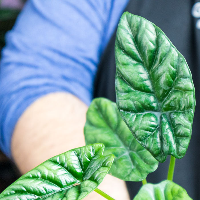 Alocasia Dewey's Reversa