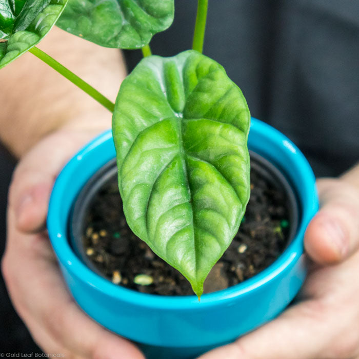 Alocasia Dewey's Reversa