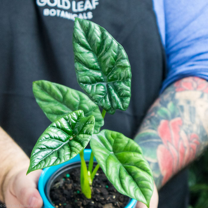 Alocasia Dewey's Reversa