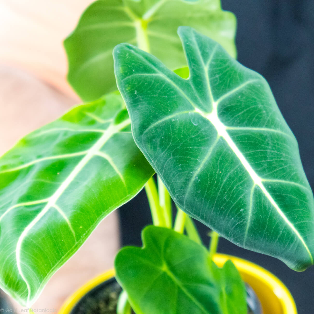 Alocasia Frydek