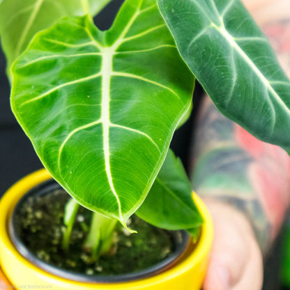 Alocasia Frydek