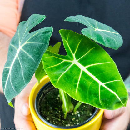 Alocasia Frydek