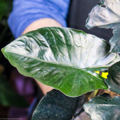 Alocasia Infernalis