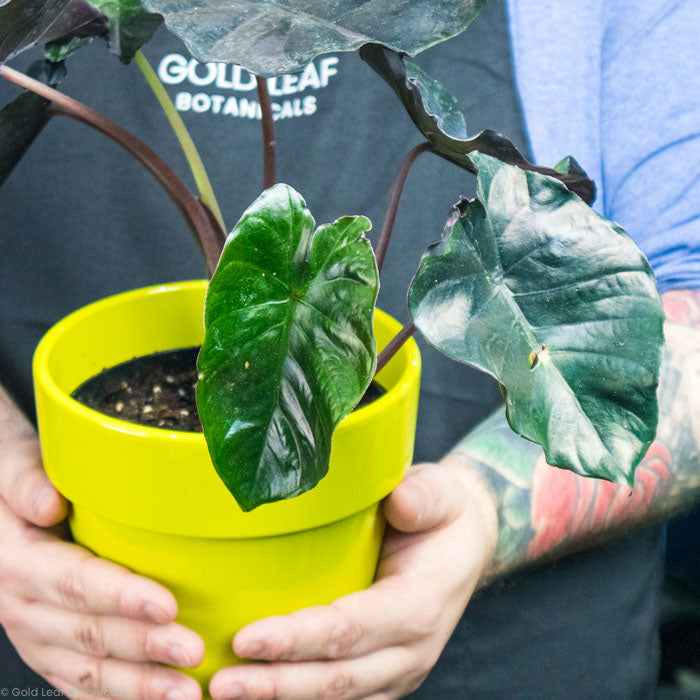 Alocasia Infernalis