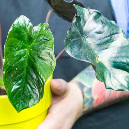 Alocasia Infernalis