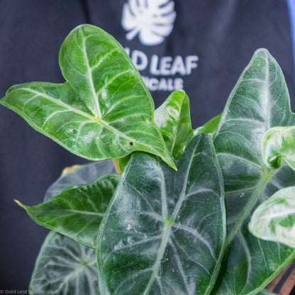 Alocasia Ivory Coast