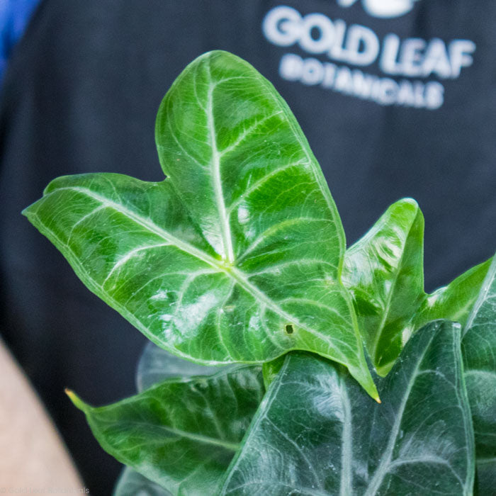 Alocasia Ivory Coast