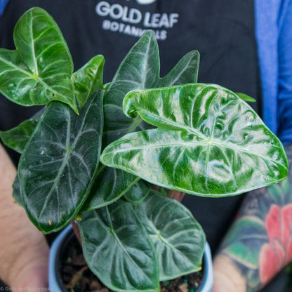 Alocasia Ivory Coast