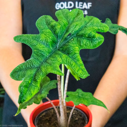 Alocasia Jacklyn Care Guide