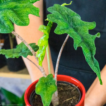 Alocasia Jacklyn Water