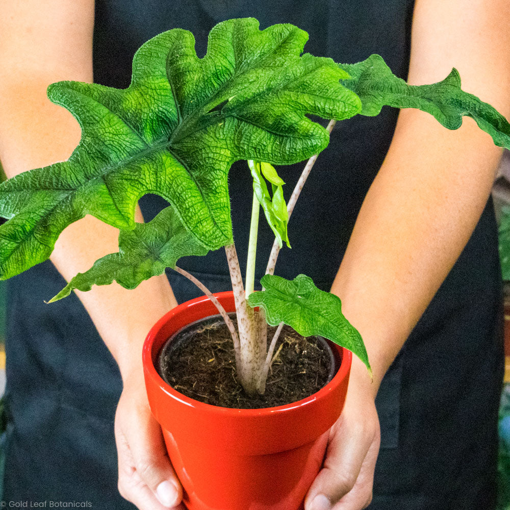 Alocasia Jacklyn For Sale Ontario