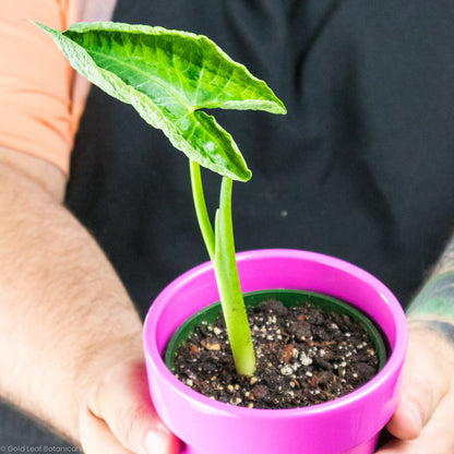 Alocasia Mickey Mouse Variegated