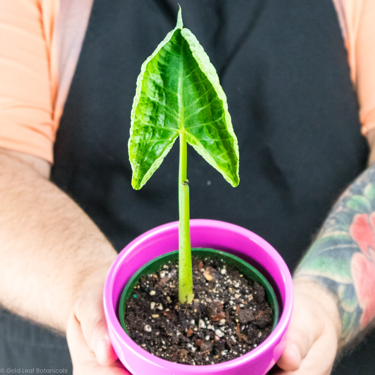 Alocasia Mickey Mouse Variegated