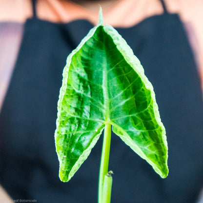 Alocasia Mickey Mouse Variegated