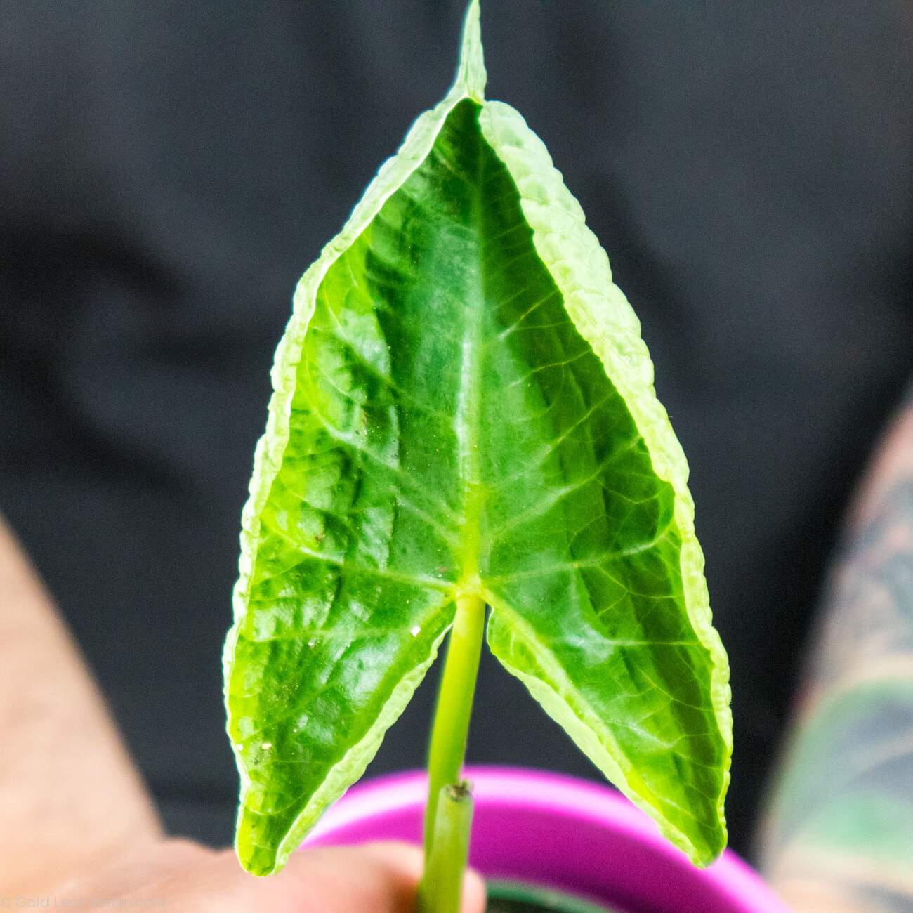 Alocasia Mickey Mouse Variegated