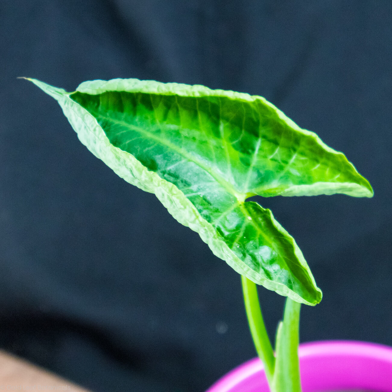 Alocasia Mickey Mouse Variegated