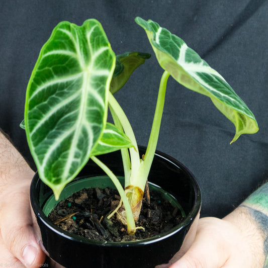 Alocasia Ninja Care guide and growing instructions
