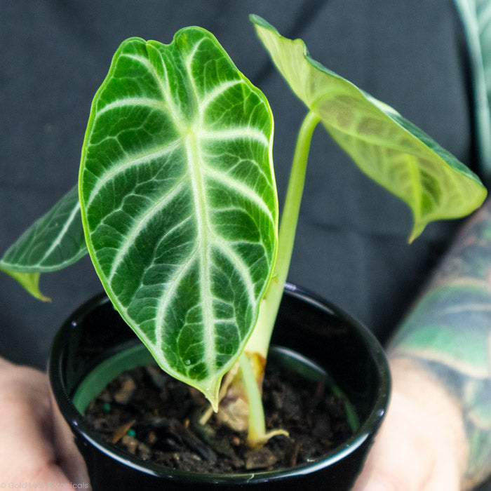 Alocasia Ninja leaf up close