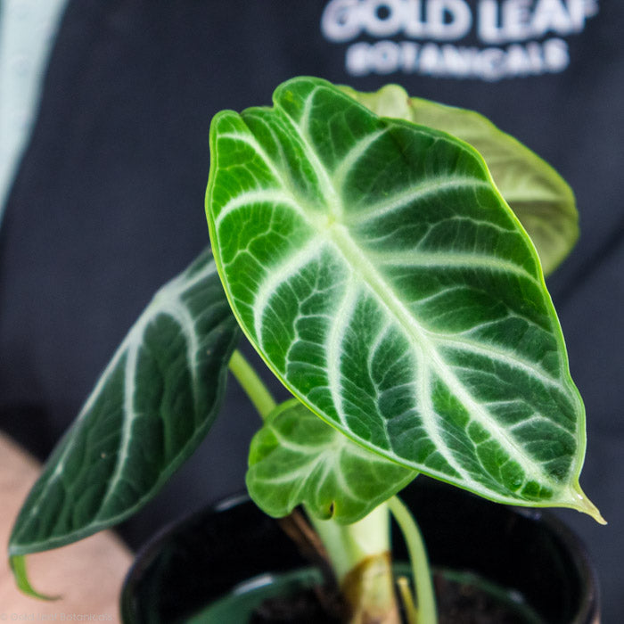 Alocasia Ninja in a plant shop