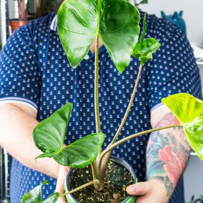 stingray plant care indoors Alocasia Stingray Care