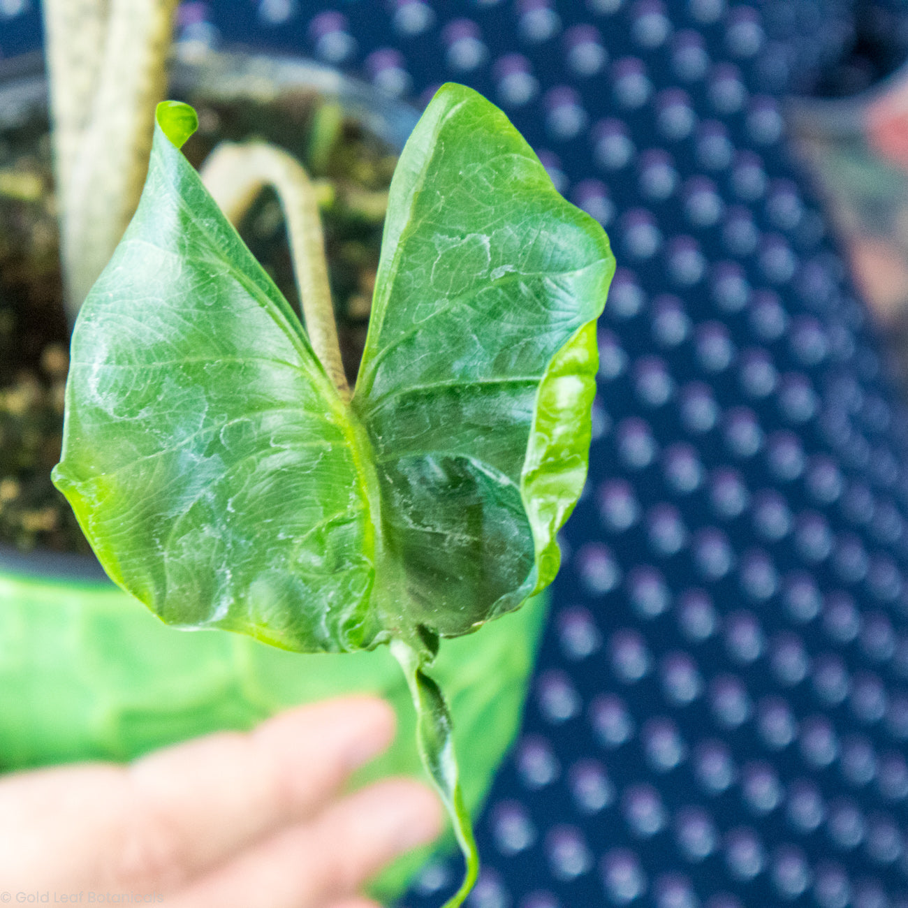 Alocasia Stingray Care