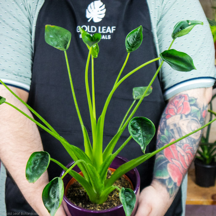 Tiny Dancer being held by a plant grower