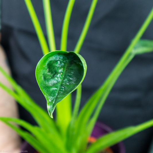 Tiny Dancer being held by a plant grower