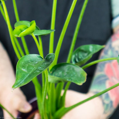 tiny dancer philodendron Alocasia Tiny Dancer Care