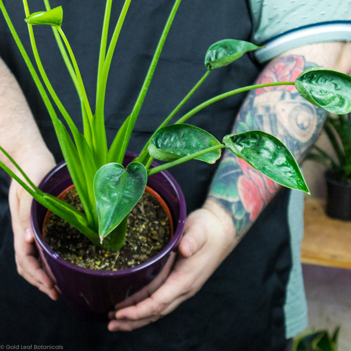 Tiny Dancer held in a big pot