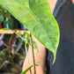 Alocasia Zebrina Reticulata Plant Care