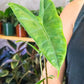 Buy a Alocasia Zebrina Reticulata