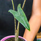 Alocasia Zebrina Reticulata For Sale