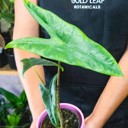 Alocasia Zebrina Reticulata Care