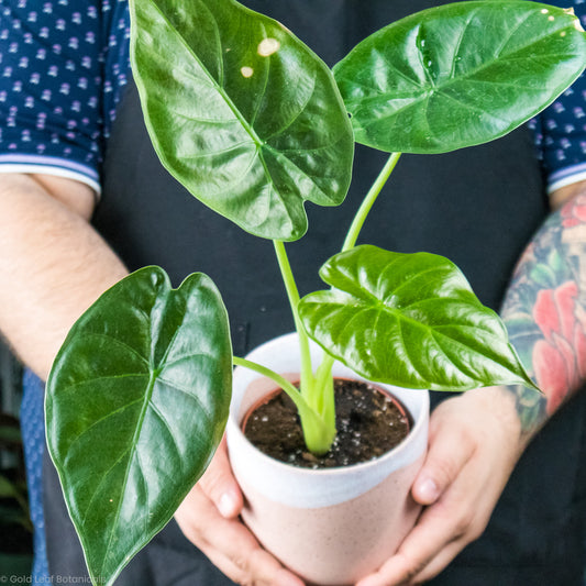 Alocasia Wentii