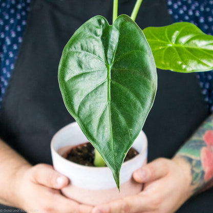 Alocasia Wentii