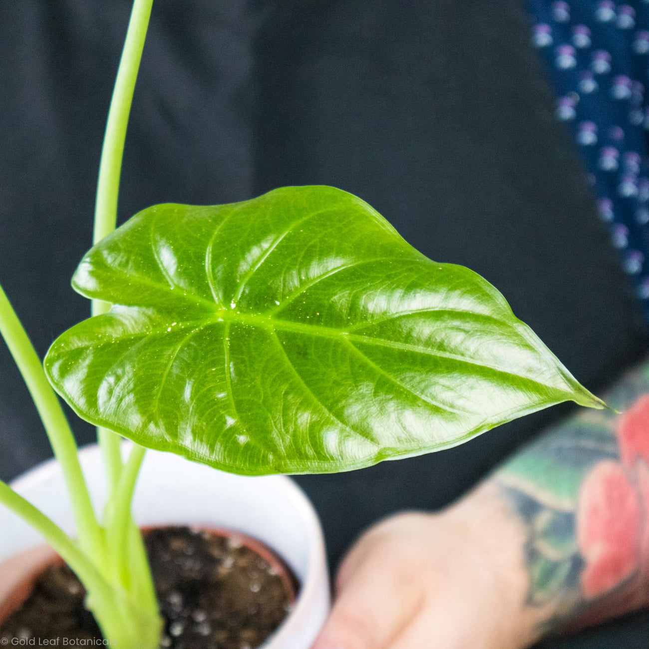 Alocasia Wentii