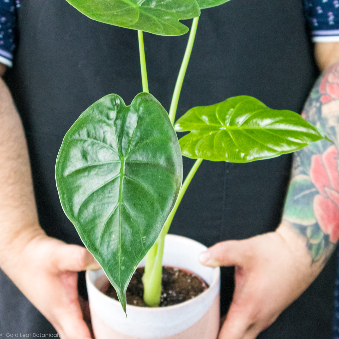 Alocasia Wentii