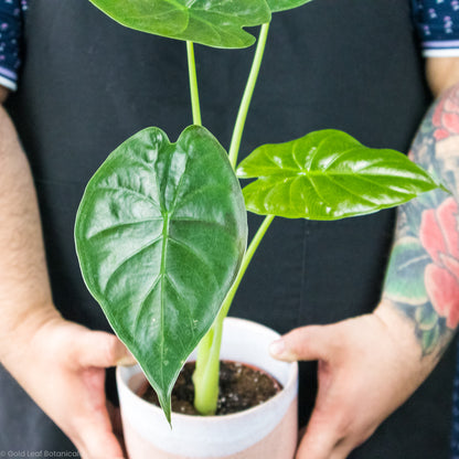 Alocasia Wentii