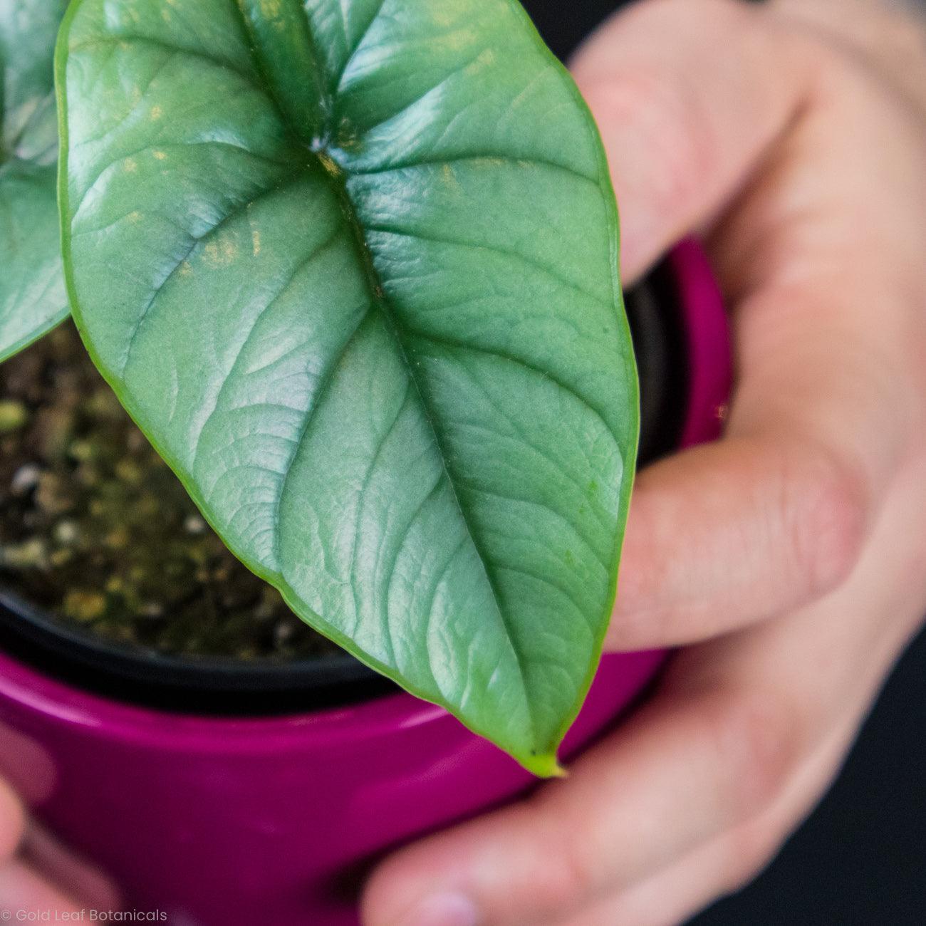 Alocasia Bisma For Sale