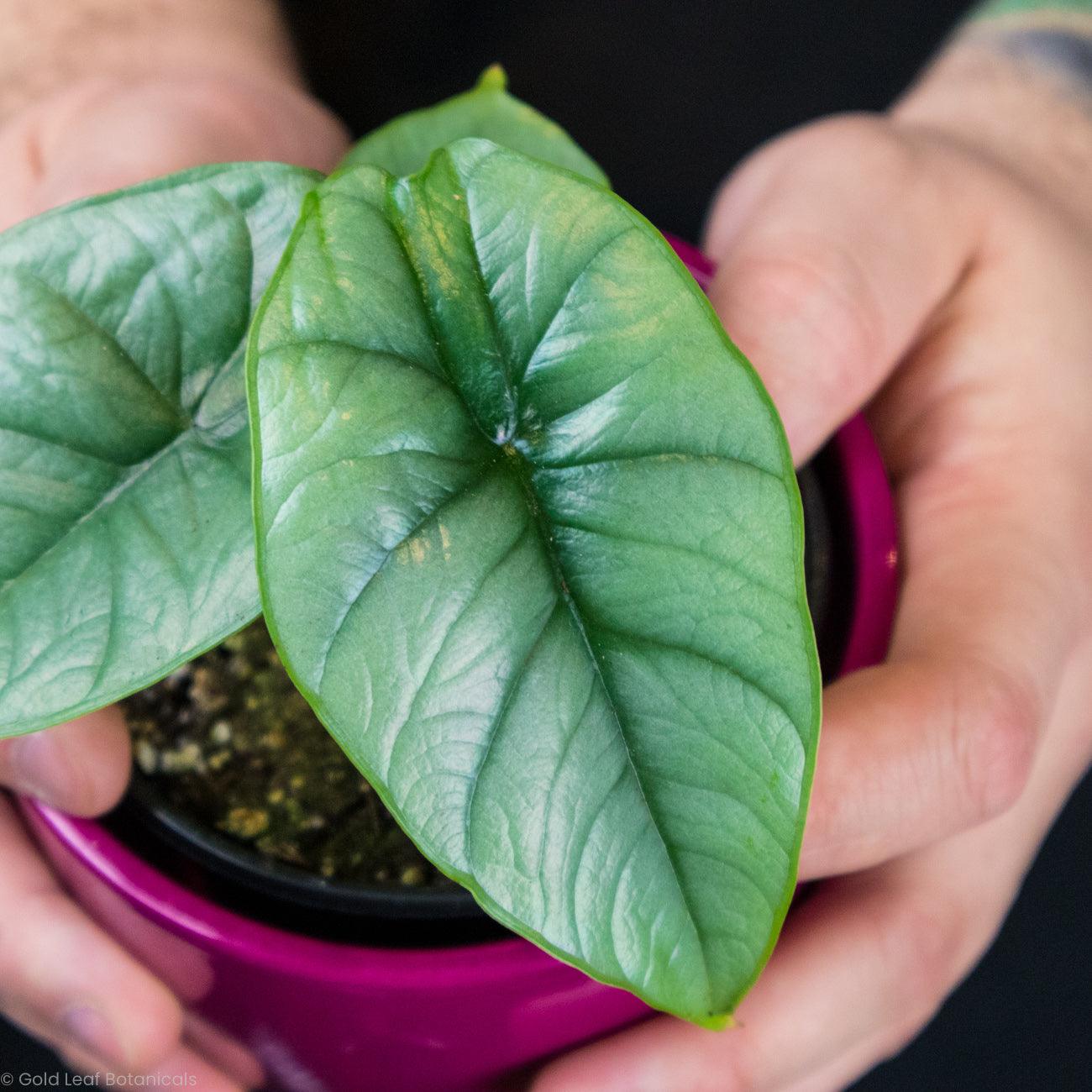 Alocasia Bisma Ontario Canada