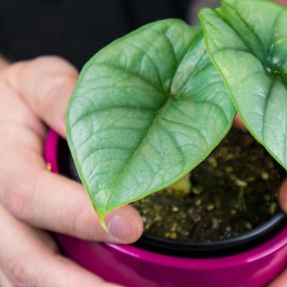 Alocasia Bisma water