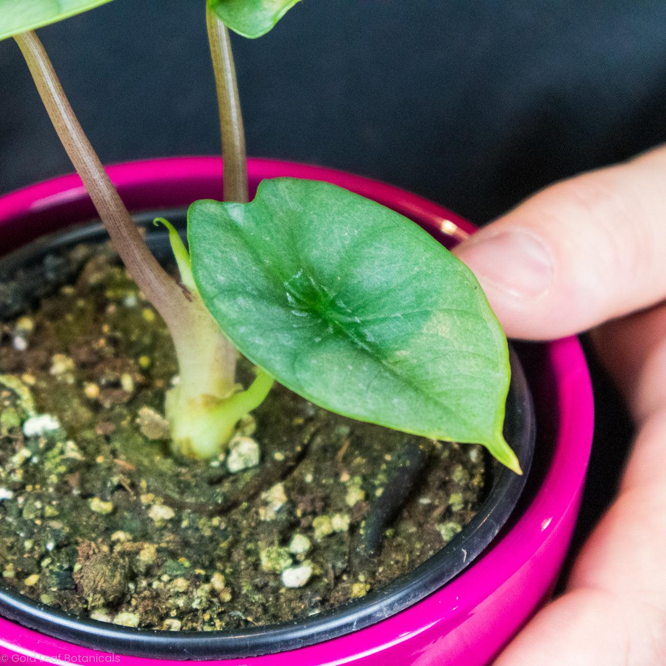 Alocasia Bisma Sun