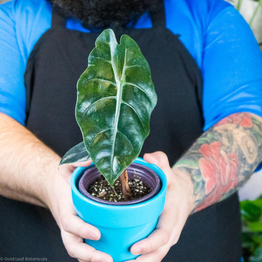 Alocasia Chantrieri Care