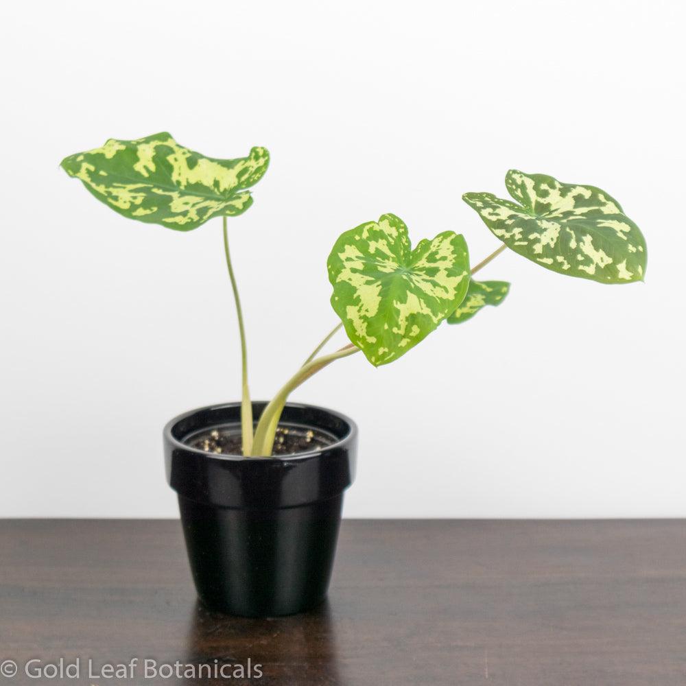 Buy Alocasia Hilo Beauty