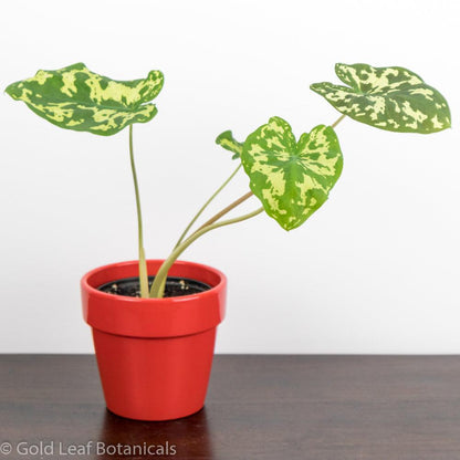 Alocasia Hilo Beauty Ontario Canada