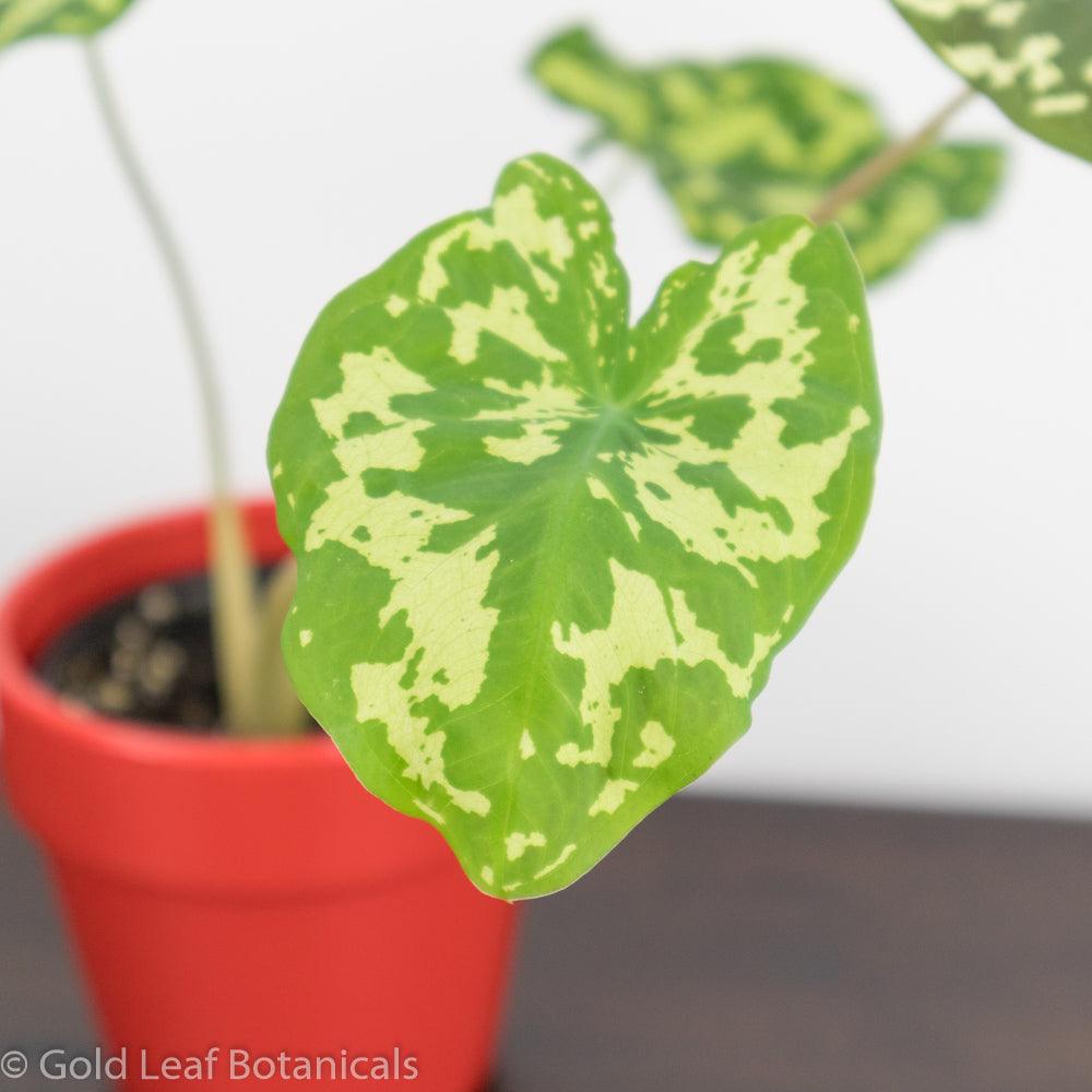 Alocasia Hilo Beauty Water